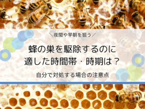 蜂の巣を駆除するのに適した時間帯・時期はいつ？自分で対処する場合の注意点も解説