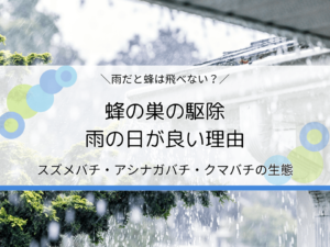 蜂の巣駆除は雨の日が良い？スズメバチ・アシナガバチ・クマバチの生態を解説