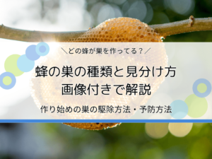 蜂の巣の種類と見分け方を画像付きで解説｜作り始めの巣の駆除方法・予防方法