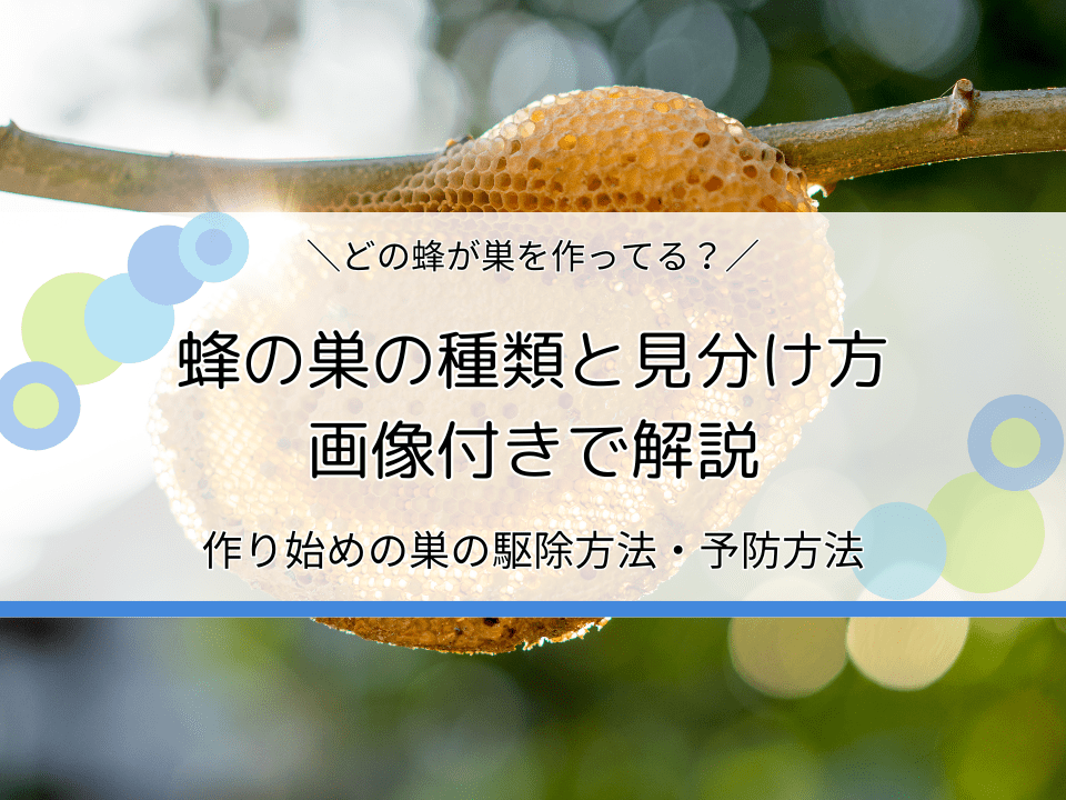 蜂の巣の種類と見分け方を画像付きで解説｜作り始めの巣の駆除方法・予防方法